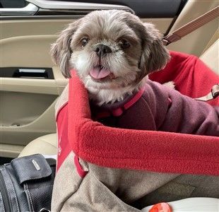 Shih tzu discount car seat covers